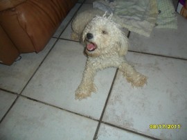 roxie